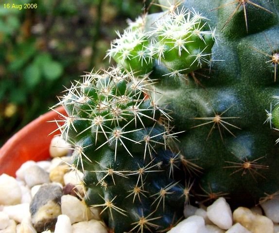 Copiapoa_ humilis _ssp.humilis 'maritima' KK1709_ 07